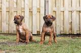 RODESIAN RIDGEBACK 233